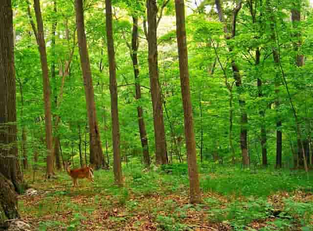 小猫吃不胖，袖虎探寻背后原因！