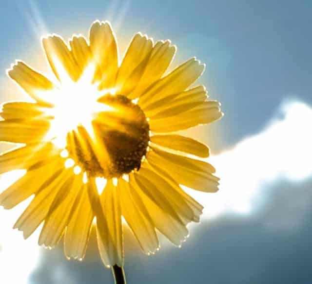 袖虎病猫攻略：猫白内障的原因你知道吗