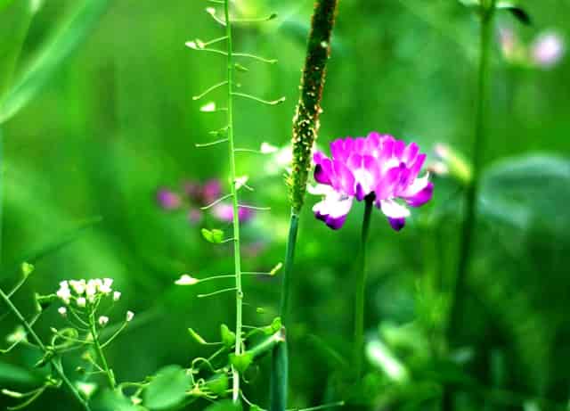 星光疫苗接种查询