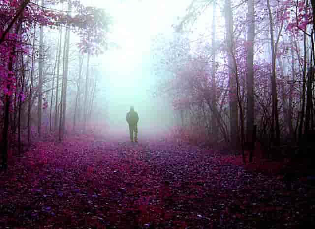 袖虎病猫攻略：给猫找一个合适的对象