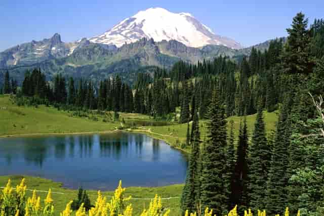 狗狗掉毛困扰，袖虎来支招！