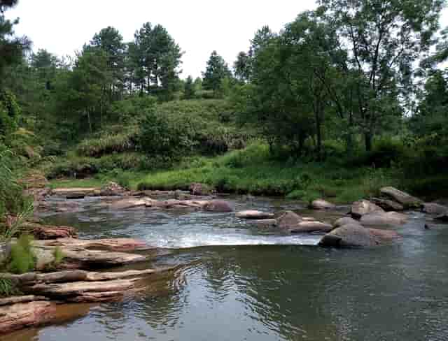 袖虎病猫攻略：猫咪的健康饮食推荐