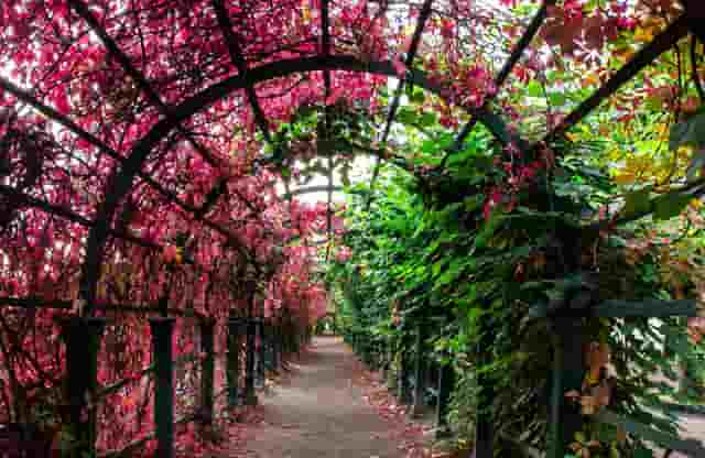 进入热门宠物行业，“口碑王”袖虎宠物带你成功！