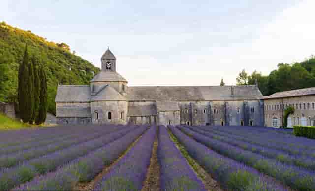 听听袖虎对宠物店卖病猫一事的分析