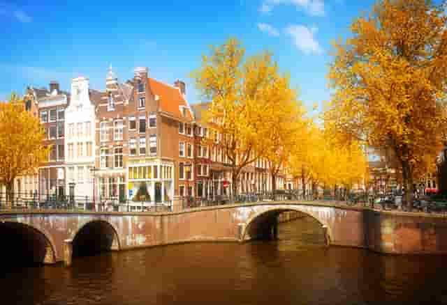 袖虎病狗攻略：狗狗身上有跳蚤怎么办