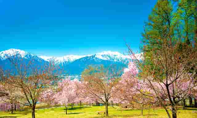 袖虎病狗攻略：狗狗体臭处理的五大方面