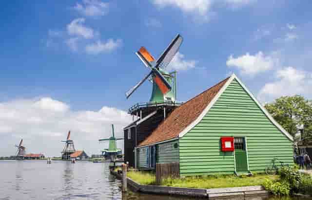 袖虎病猫攻略：捡到幼猫怎么养