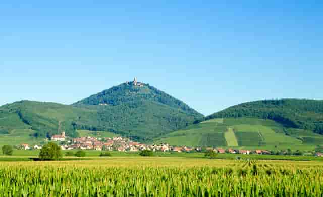 袖虎病猫攻略：猫老打喷嚏？注意这个关键元素