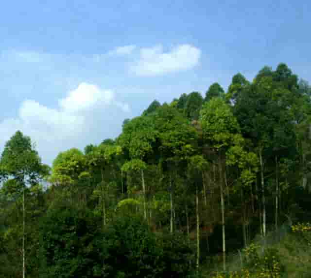 及时开展审计(开展专项审计的目的)