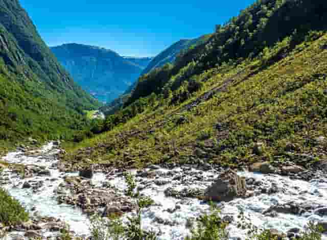 袖虎病猫攻略：猫患上尿结石怎么办